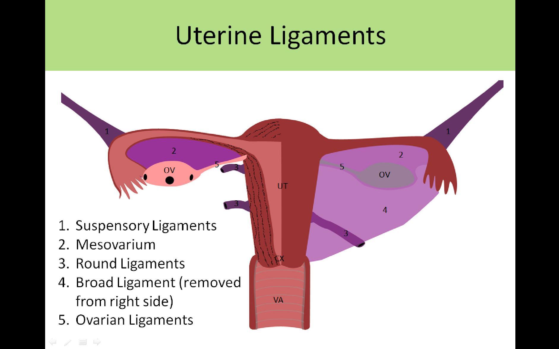 Pelvic Anatomy & Physiology (Vasculature (Uterine Artery O Arises…